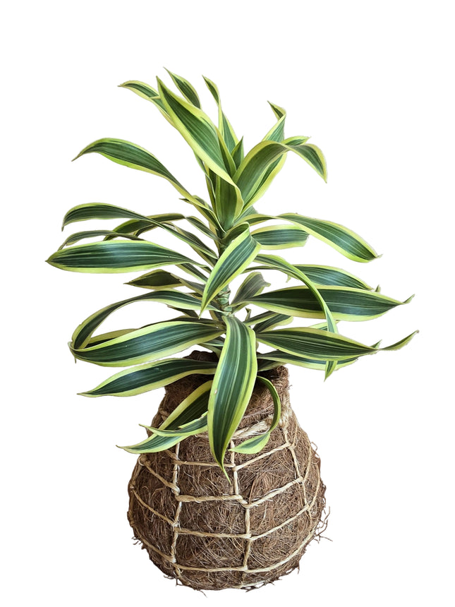 Dracaena Song of India Plant Kokedama grown and made in Kenya by TropicalOrchids254