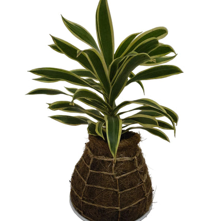 Song of India Kokedama grown and made in Kenya by TropicalOrchids254
