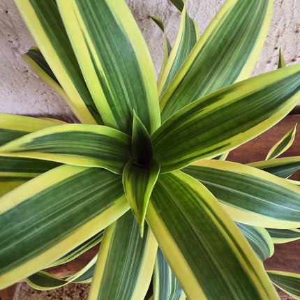 Dracaena Song of India Plant Kokedama grown and made in Kenya by TropicalOrchids254