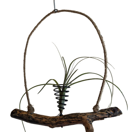 Driftwood Hanging Air Plant Holder
