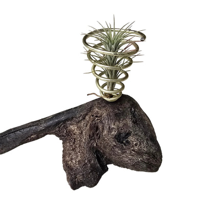 A spiral metal air plant holder mounted on a dark, rustic driftwood base, shown against a plain white background.