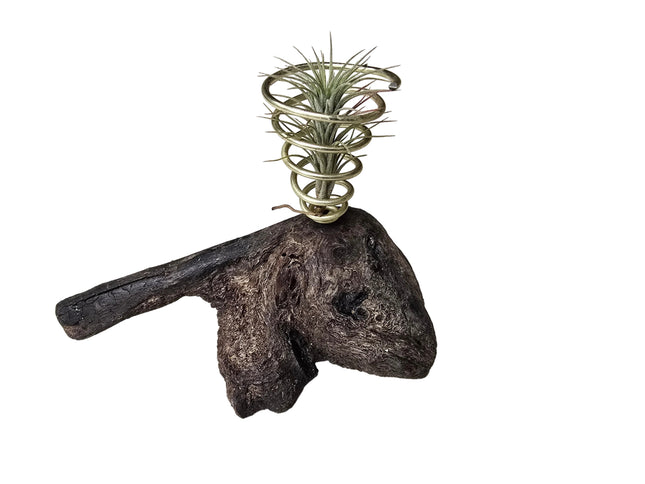 A spiral metal air plant holder mounted on a dark, rustic driftwood base, shown against a plain white background.