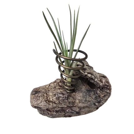 Driftwood Desk Top Air Plant Holder