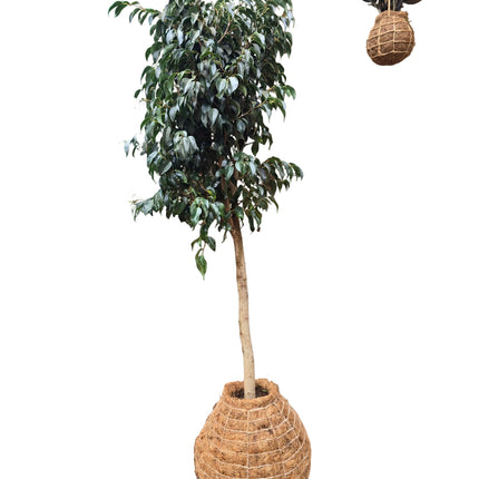Ficus Benjamina - Indoor Tree - Large Kokedama