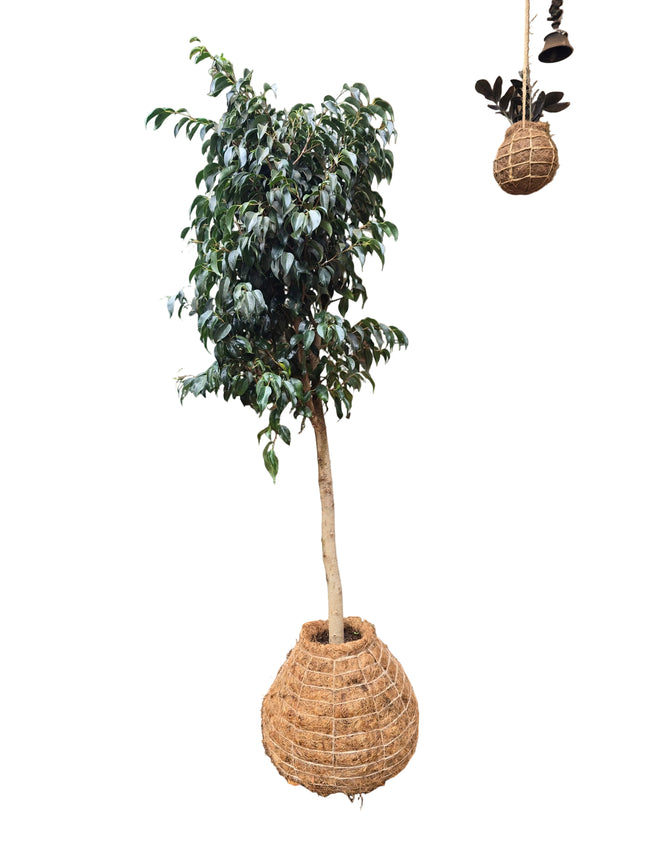 Ficus Benjamina - Indoor Tree - Large Kokedama