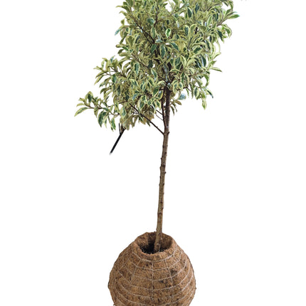 Ficus Benjamina ‘Variegata’ Indoor Tree - Large Kokedama