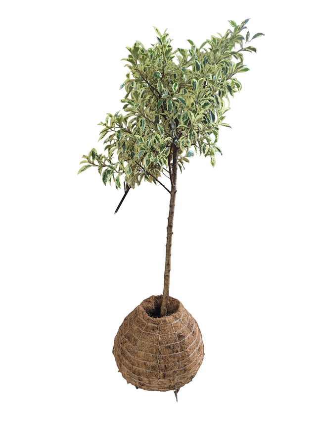 Ficus Benjamina ‘Variegata’ Indoor Tree - Large Kokedama