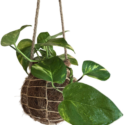 Hanging Kokedama with a golden pothos