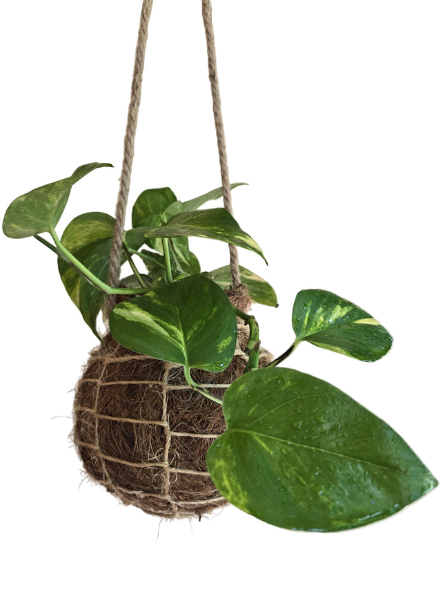 Hanging Kokedama with a golden pothos