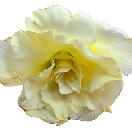 Hybrid Adenium Obesum (Desert Rose) Yellow Kokedama