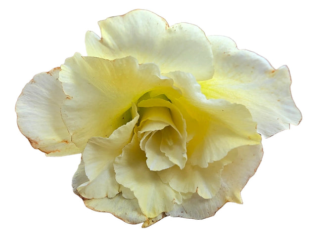 Hybrid Adenium Obesum (Desert Rose) Yellow Kokedama
