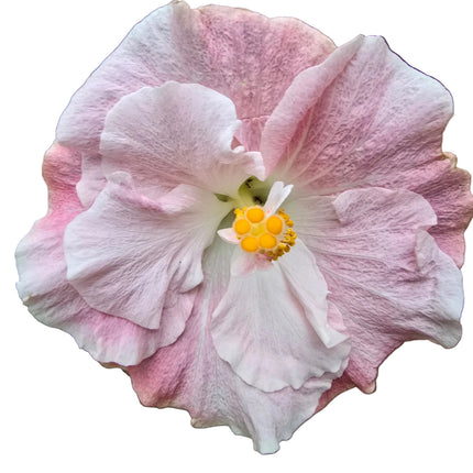 Pink and white hibiscus flower with a yellow center on a white background