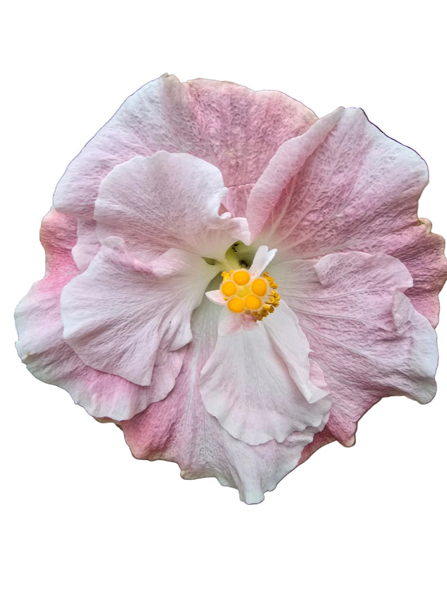 Pink and white hibiscus flower with a yellow center on a white background