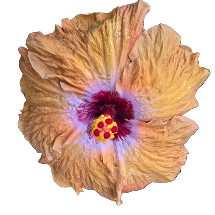 Close-up of a orange and purple hibiscus flower with a white background