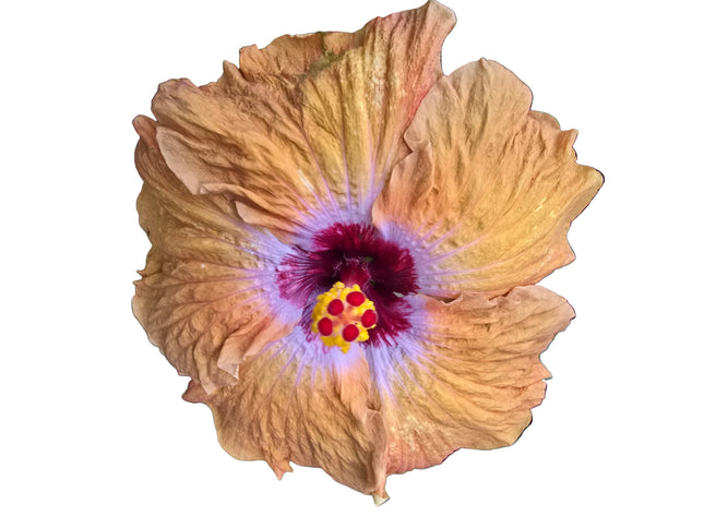 Close-up of a orange and purple hibiscus flower with a white background