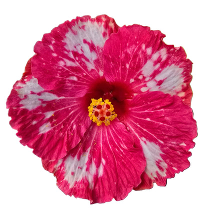 Pink and white flower hibiscus with a yellow center.