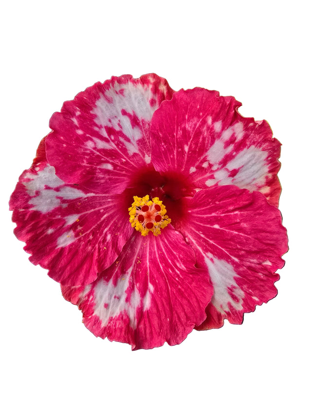 Pink and white flower hibiscus with a yellow center.