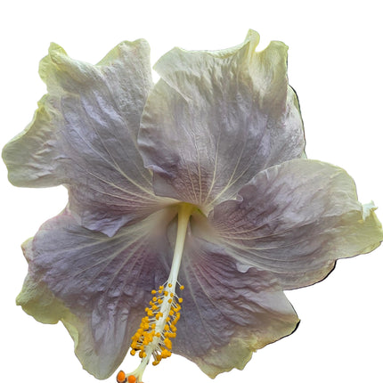 Hybrid Hibiscus – Cream Yellow &amp; Lilac (004)