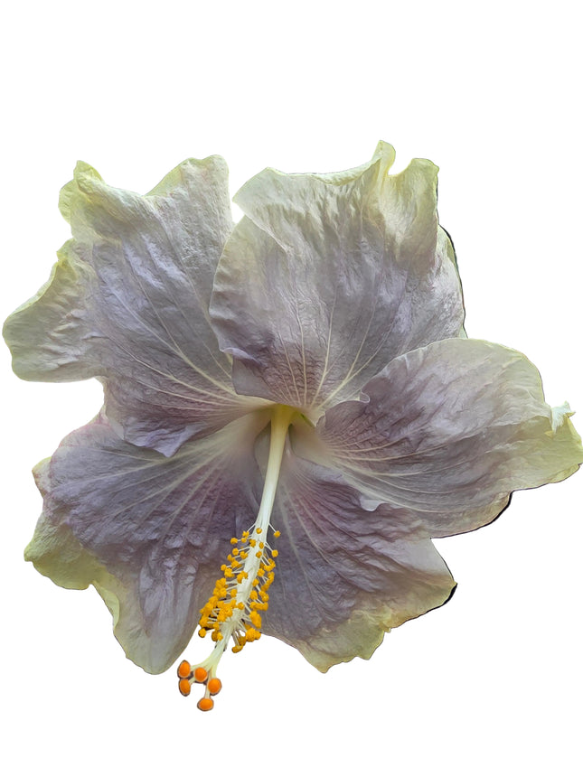 Hybrid Hibiscus – Cream Yellow &amp; Lilac (004)