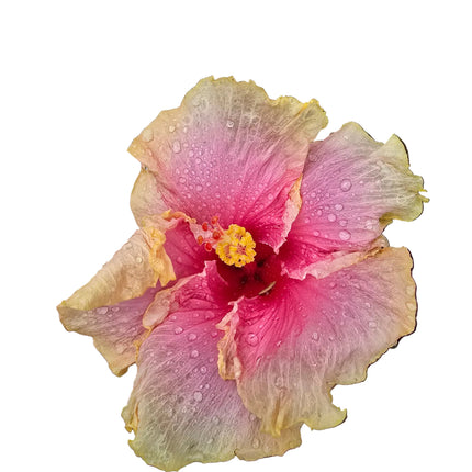 Pink and yellow hibiscus flower