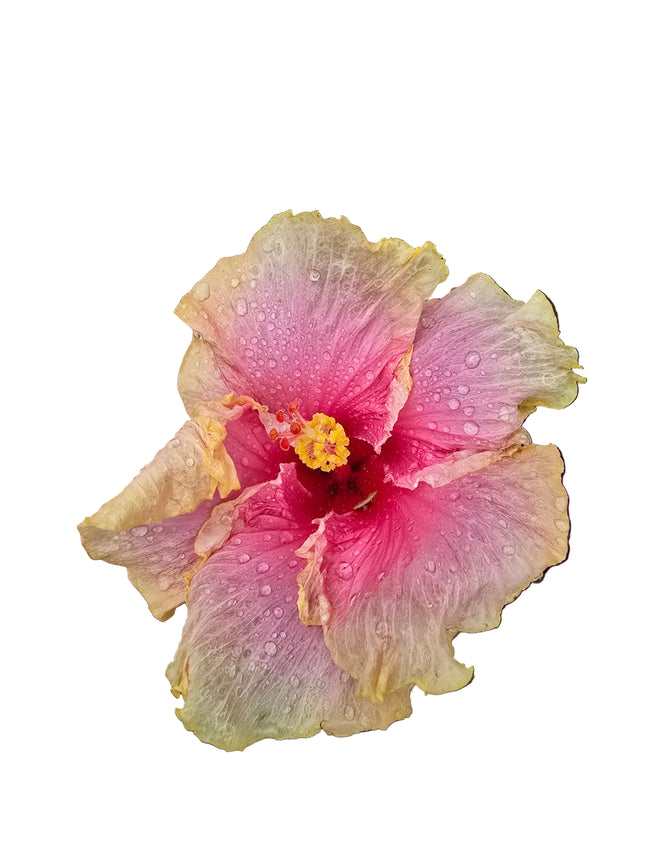 Pink and yellow hibiscus flower