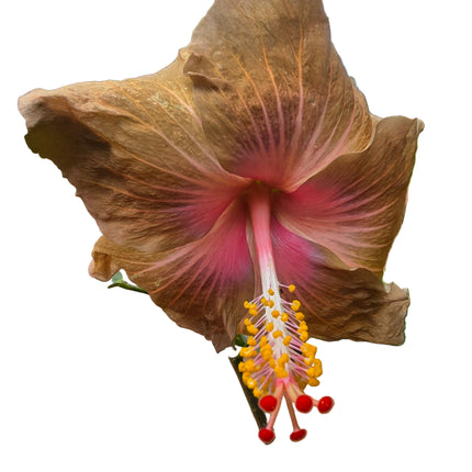 Close-up of a pink and yellow Hibiscus flower with green leaves against a white wall.