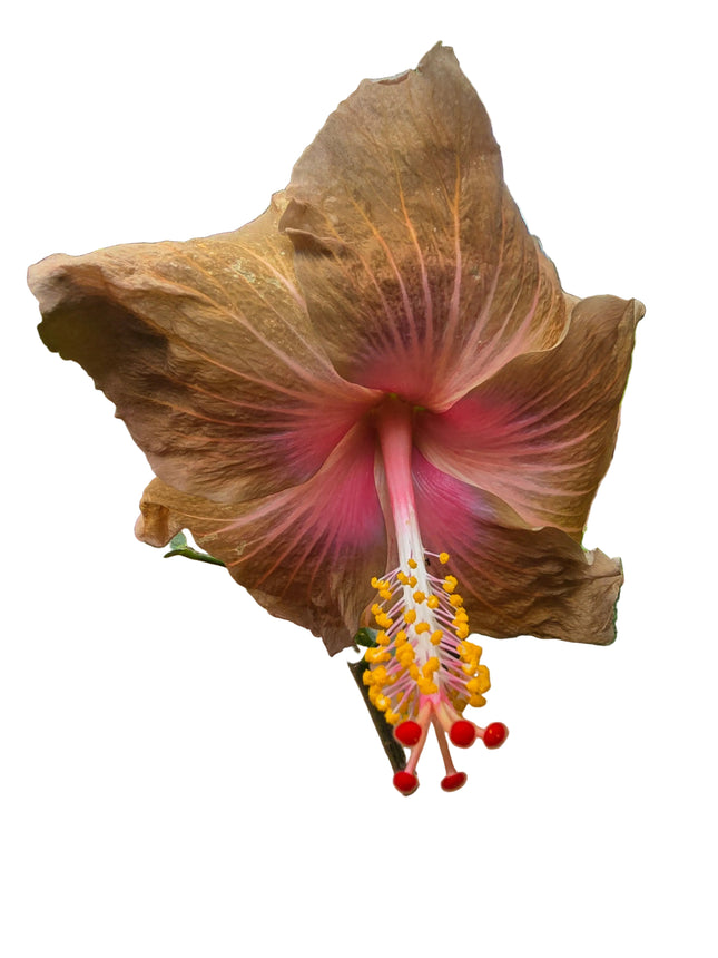 Close-up of a pink and yellow Hibiscus flower with green leaves against a white wall.
