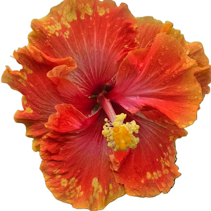 Close-up of a vibrant orange and red hibiscus flower