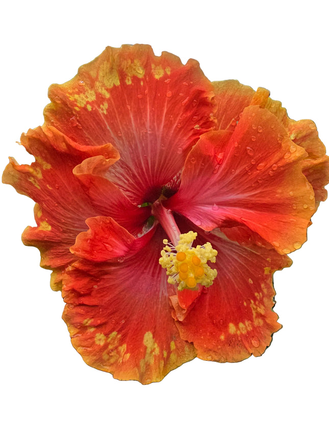 Close-up of a vibrant orange and red hibiscus flower