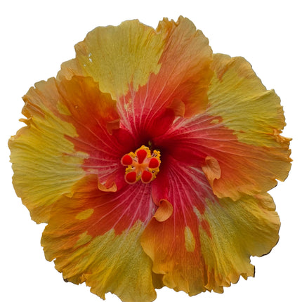 Hybrid Hibiscus – Fiery Yellow & Orange (008)