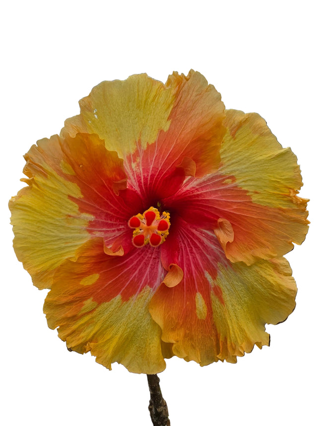 Hybrid Hibiscus – Fiery Yellow & Orange (008)