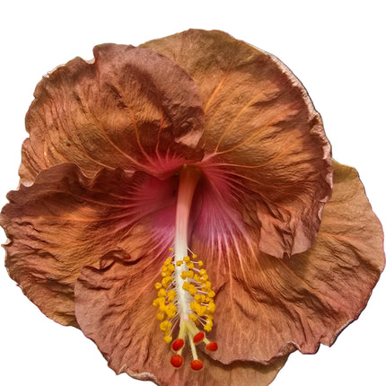 Close-up of a brownish-pink hibiscus flower 