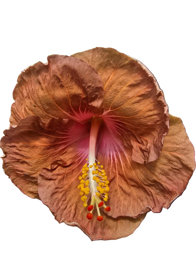 Close-up of a brownish-pink hibiscus flower 