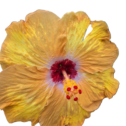 Hybrid Hibiscus – Golden Yellow with Lilac & Red Centre 