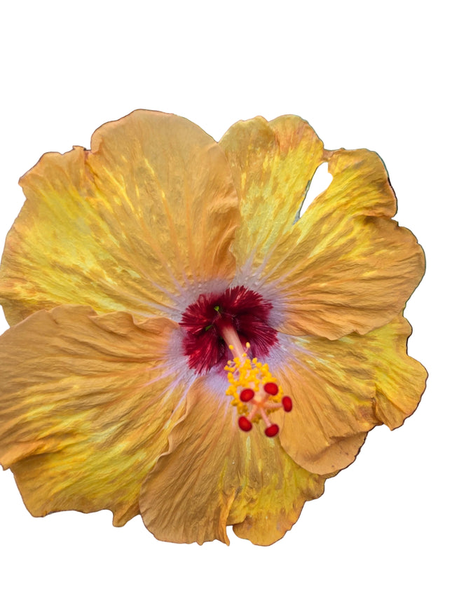 Hybrid Hibiscus – Golden Yellow with Lilac & Red Centre 