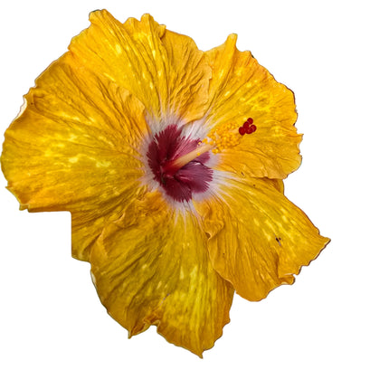 Hybrid Hibiscus – Golden Yellow with Red Centre (006)