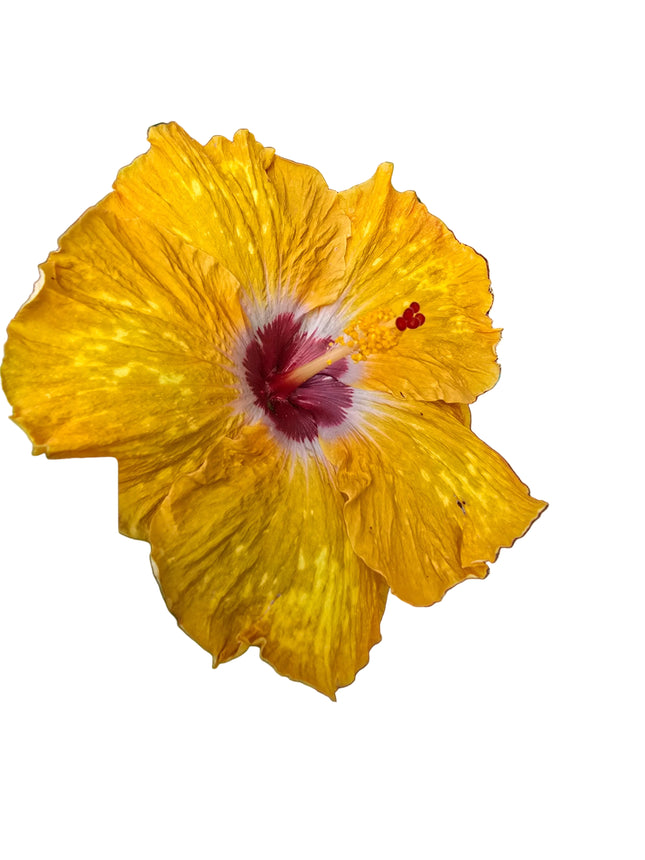 Hybrid Hibiscus – Golden Yellow with Red Centre (006)