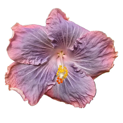 Hybrid Hibiscus – Lilac Light Purple 