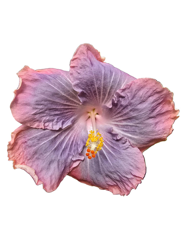 Hybrid Hibiscus – Lilac Light Purple 