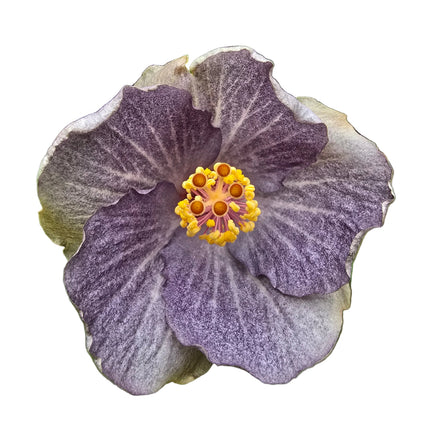 Hybrid Hibiscus – Lilac Purple with White Stripes (002)
