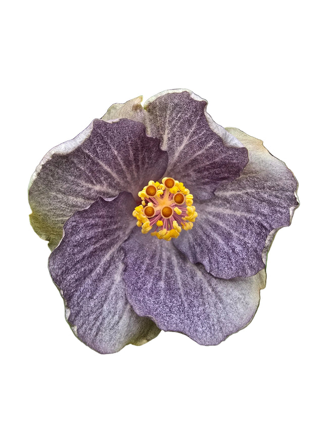 Hybrid Hibiscus – Lilac Purple with White Stripes (002)