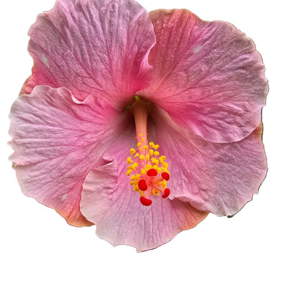 Close-up of a pink hibiscus flower with yellow center on a white background