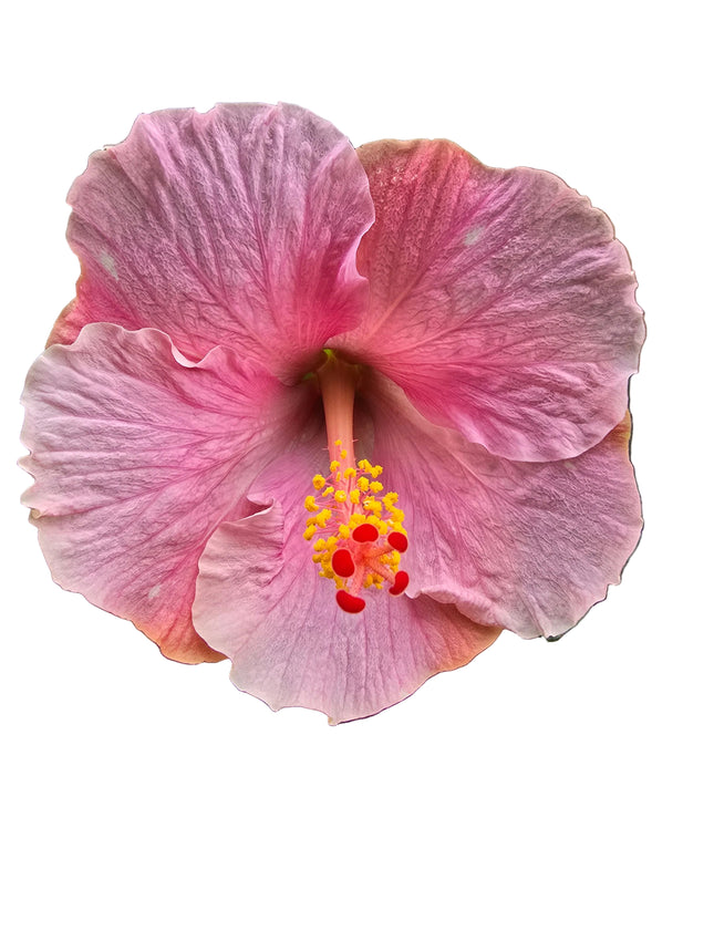 Close-up of a pink hibiscus flower with yellow center on a white background