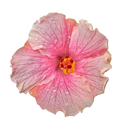 Close-up of a pink two tone hibiscus flower held by a hand with a natural background
