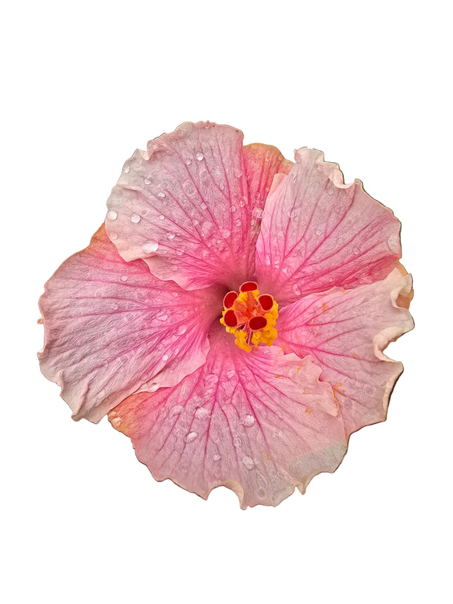Close-up of a pink two tone hibiscus flower held by a hand with a natural background