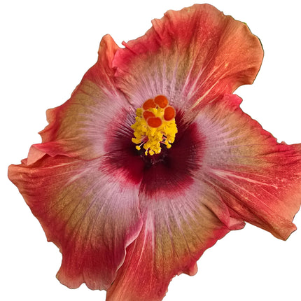 Close-up of a pink and red hibiscus flower with a yellow center