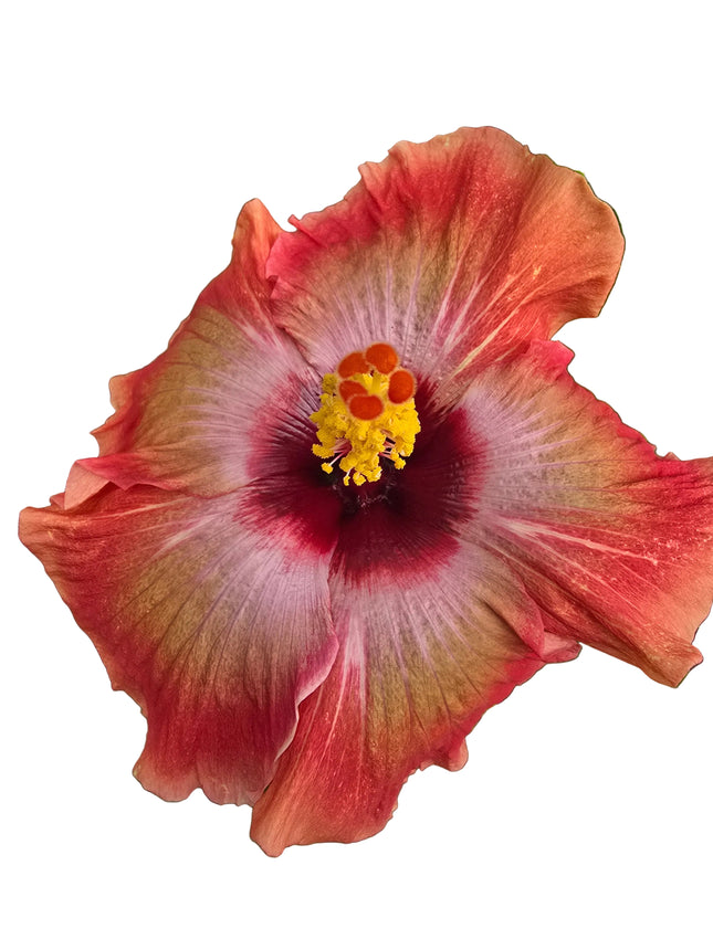 Close-up of a pink and red hibiscus flower with a yellow center