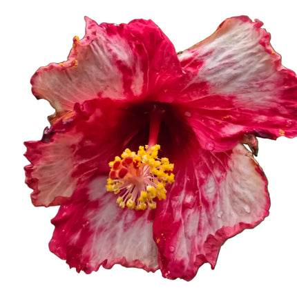 Close-up of a pink and white hibiscus flower with a yellow center.