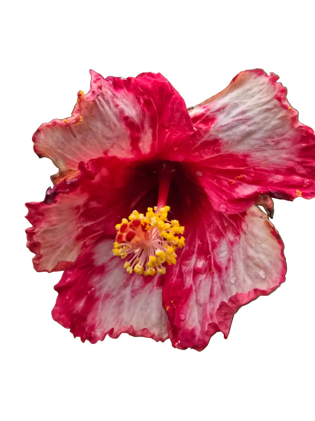 Close-up of a pink and white hibiscus flower with a yellow center.