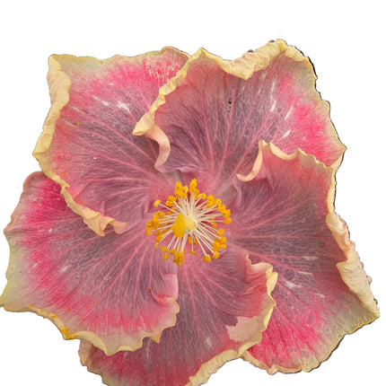 Hybrid Hibiscus – Spiral Cream Yellow, Pink & Lilac (010)